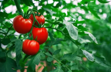 planter les tomates au printemps 2024