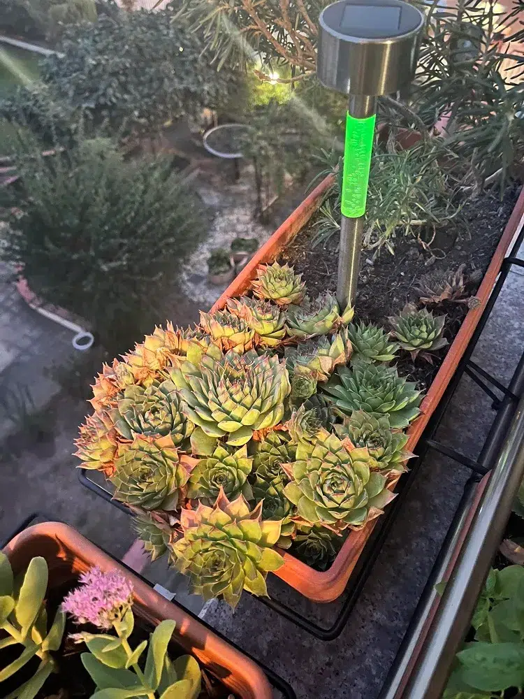 plantes grasses couvre sol extérieur pot pleine terre persistantes vivaces soleil