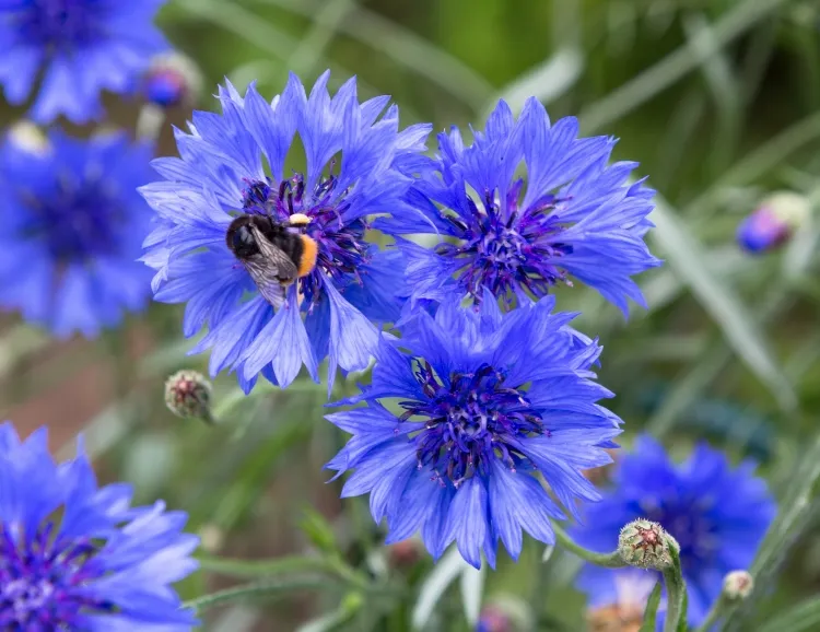 plantes herbacées dans le jardin bleuet tendre simple partie comestible herbe médicinale fleurit mai octobre