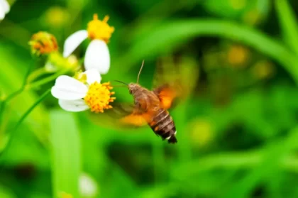 plantes mellifères pour le potager qui attirent les pollinisateurs quelles choisir