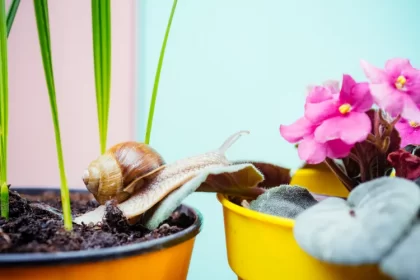 plantes que les escargots naiment pas lavande geranium absinthe