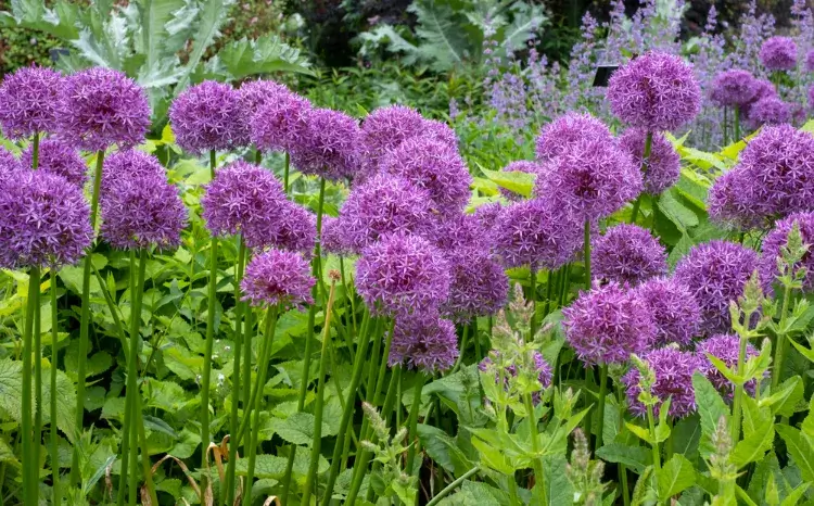 plantes vivaces à fleurs violettes jardin ornement alliums