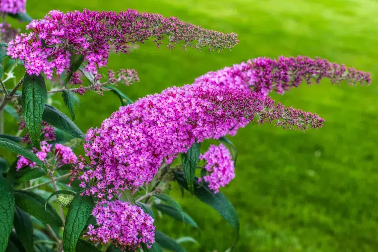 plantes vivaces à fleurs violettes jardin ornement arbre aux papillons