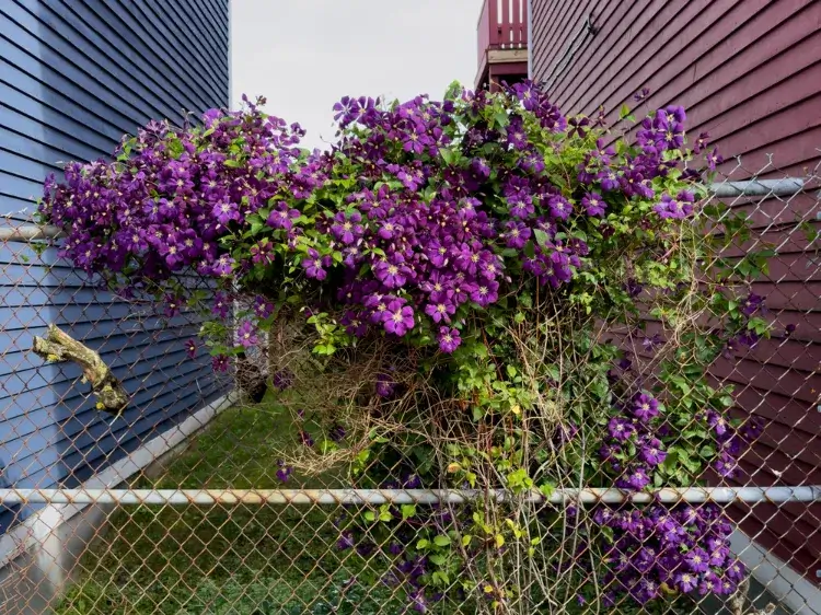plantes vivaces à fleurs violettes jardin ornement clématite