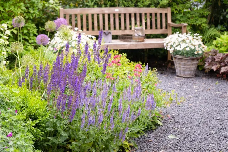 plantes vivaces à fleurs violettes jardin ornement sauge