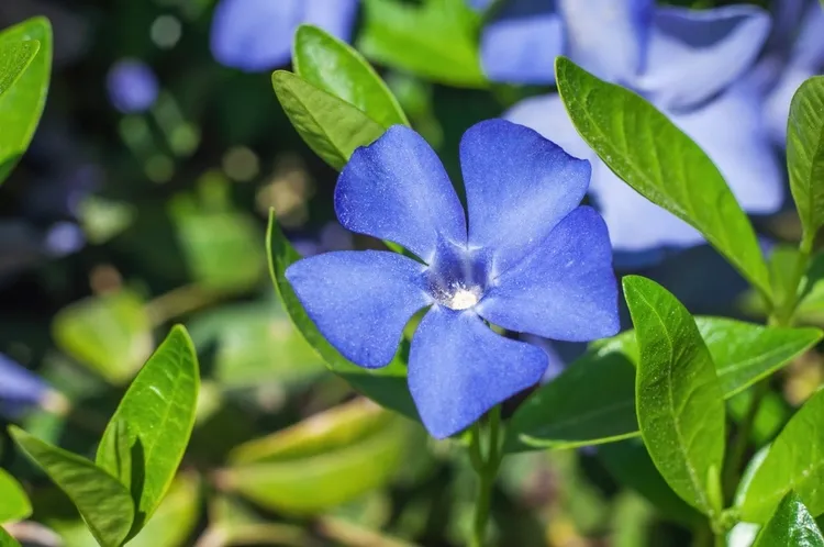 plantes vivaces avec fleurs bleues pervenche