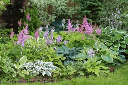 plantes vivaces pour ombre top espèces peaufiner jardin d ornement hostas