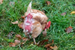poules qui perdent leurs plumes aux fesses