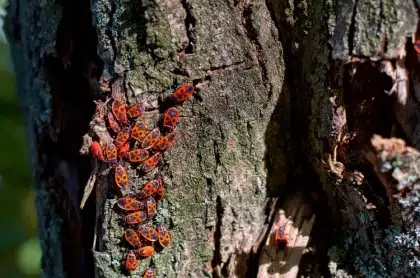 pourquoi jai beaucoup de gendarme insecte feuilles tiges