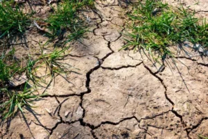 pourquoi la terre de mon jardin se fissure 2024