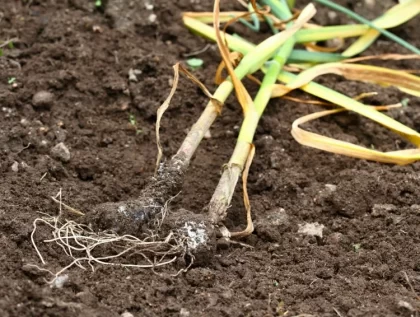 pourquoi les feuilles de l’ail sèchent maladies potentielles mildiou rouille pourriture blanches pistules vers