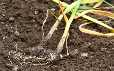 pourquoi les feuilles de l’ail sèchent maladies potentielles mildiou rouille pourriture blanches pistules vers