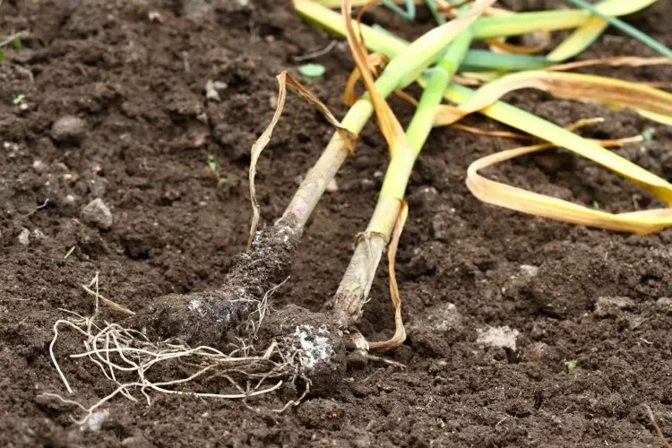 pourquoi les feuilles de l’ail sèchent maladies potentielles mildiou rouille pourriture blanches pistules vers