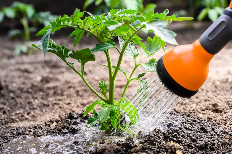 pourquoi mettre du sel sur les plants de tomates fertiliser magnésium enrichir sol
