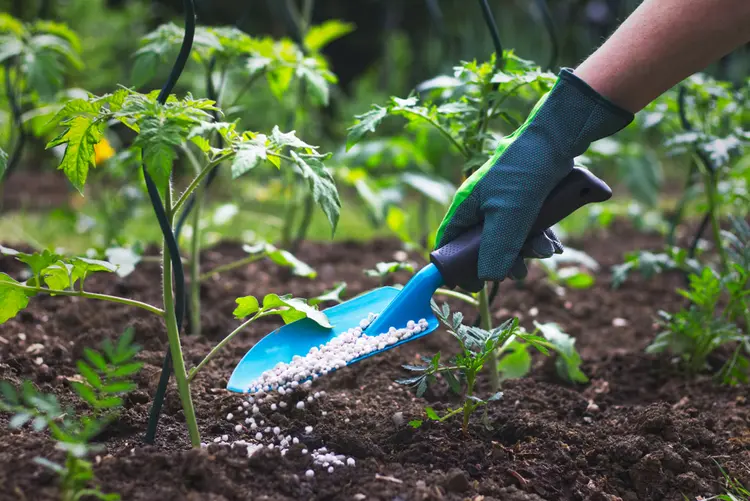 pourquoi mettre du sel sur les plants de tomates jardin arrosage gros sel 