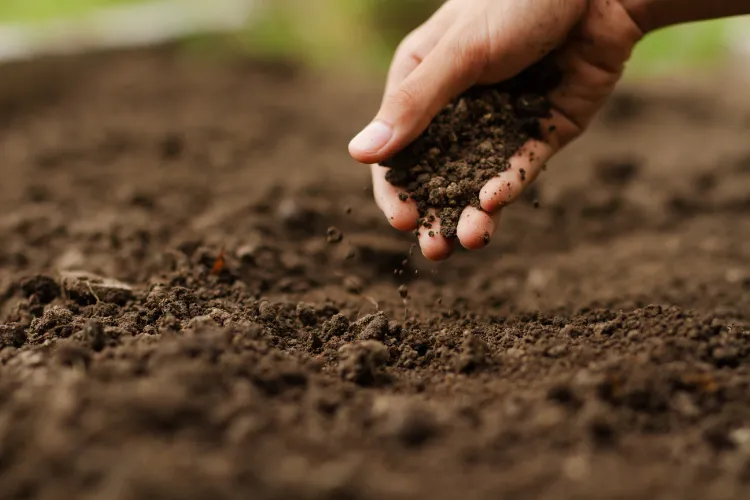 préparer le sol avant de planter les oeillets