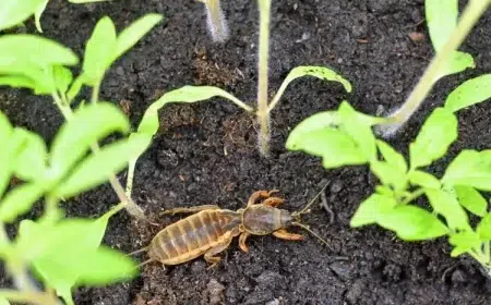 protéger les semis des courtilières ravageurs insectes rongeurs sortir cachets attaquer jeunes plantes