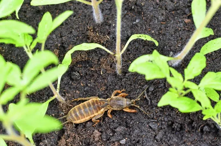 protéger les semis des courtilières ravageurs insectes rongeurs sortir cachets attaquer jeunes plantes