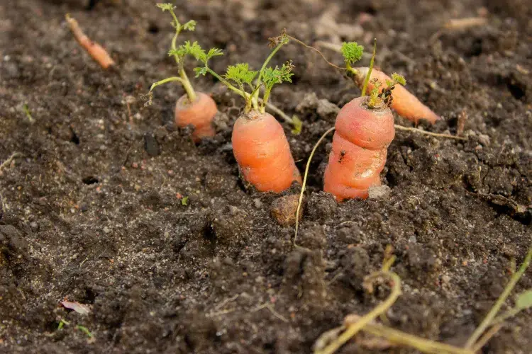 pucerons sur les carottes 2024