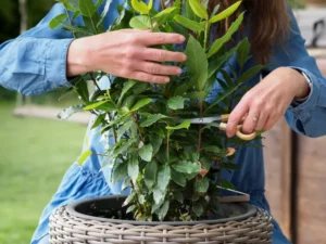 quand bouturer le laurier noble faire été bois vert souple prendre trois boutures retirer feuilles