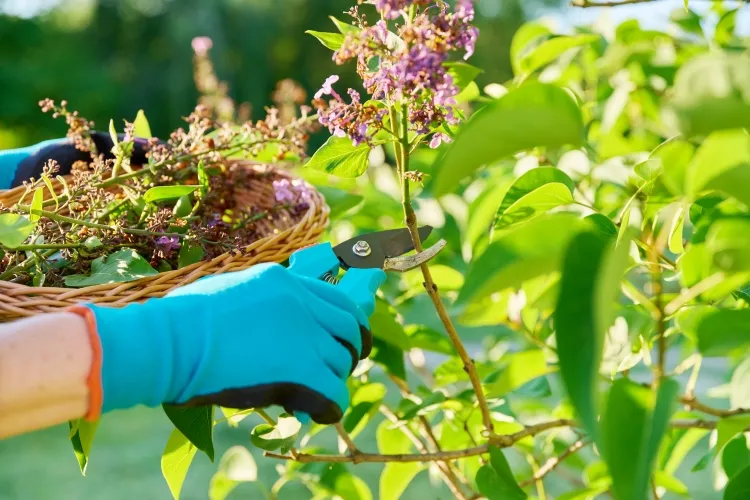 quand couper les rejets de lilas prendre soin facile taille alimentation traitement autour tiges buisson