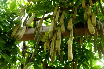 quand enlever les gousses de glycine pourquoi couper quel moment