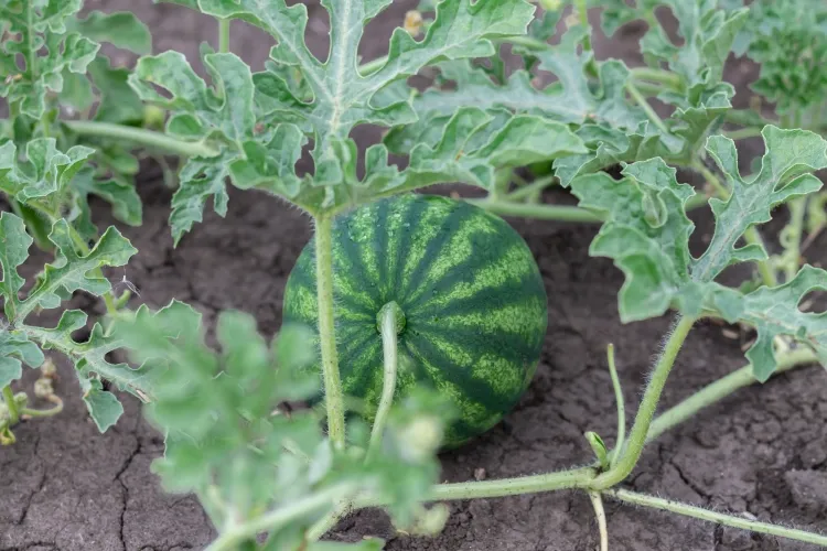 quand et comment planter la pastèque repiquer semis terre réchauffée semer graines