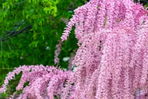 quand et comment tailler un tamaris d'été de printemps entretien mikhail gnatkovskiy shutterstock