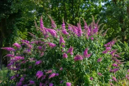 quand le buddleia doit il fleurir selon région sol arbre papillons épanouit fleurs juin octobre