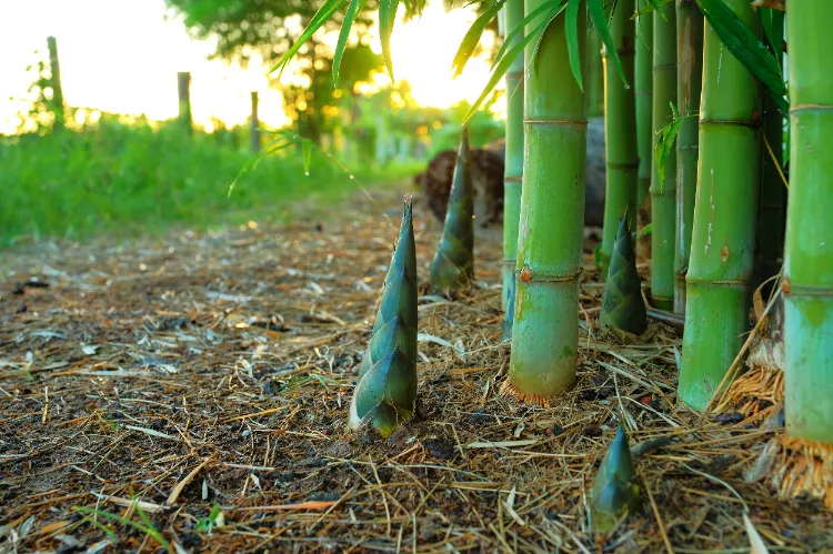 quand mettre de l'engrais au bambou