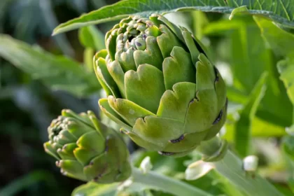 quand planter les artichauts arrosage terre pot feuilles