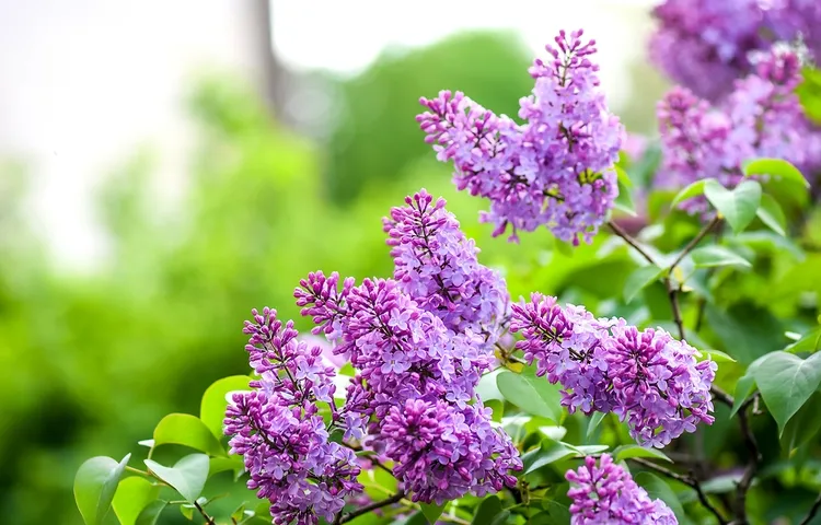 quand tailler le lilas embaume air parfum enivrant avril mai quelle taille selon âge formation entretien