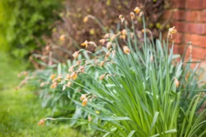 que faire avec les narcisses après la floraison pour les faire refleurir année suivante