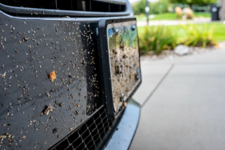 que faire en prévention contre les insectes sur les voitures
