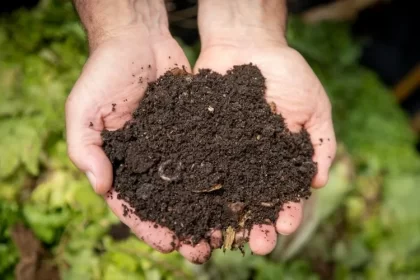 quel engrais maison pour arbustes à fleurs nature systèmes apporter nutriments nécessaires prospérité