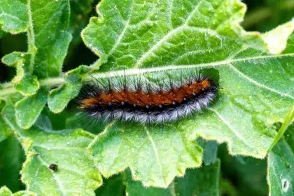 quel produit naturel pour tuer les chenilles