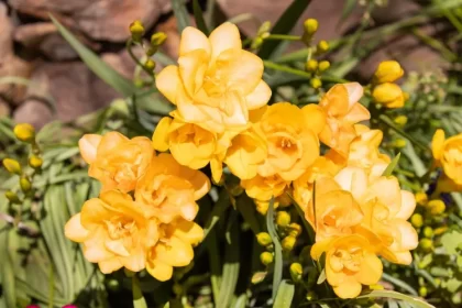 quelle exposition pour les freesias imiter conditions naturelles originaire afrique sud prospérer exposition ensoleillée