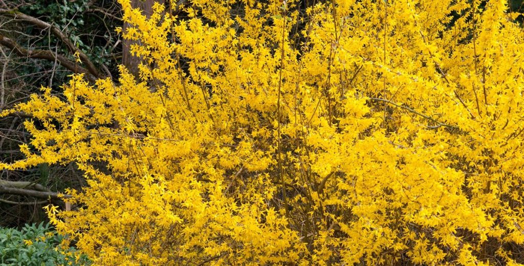 quelle plante associer avec un forsythia