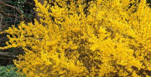 quelle plante associer avec un forsythia