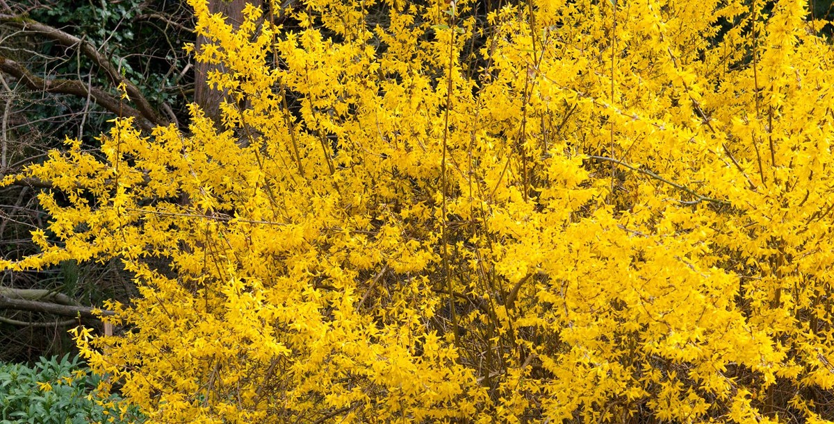 quelle plante associer avec un forsythia
