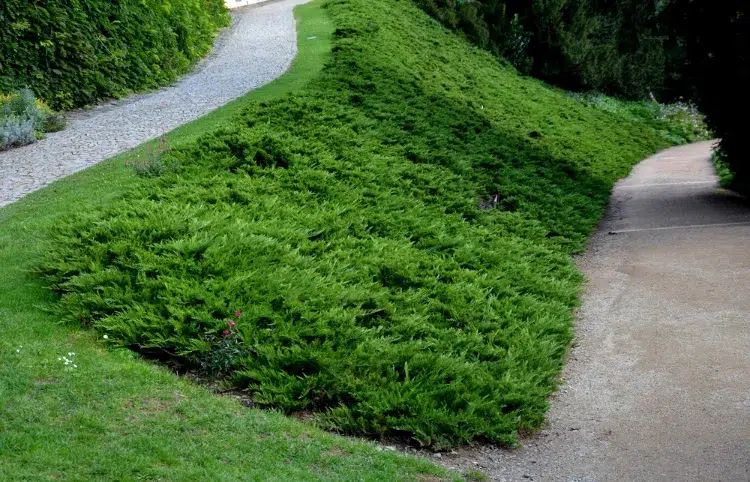 quelle plante pour stabiliser un talus contre érosion jardin pente genévrier rampant