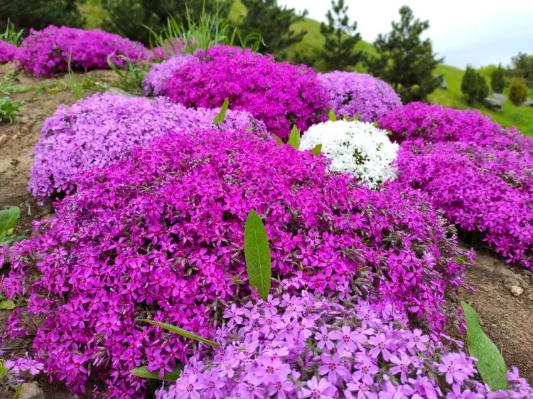 quelle plante pour stabiliser un talus contre érosion jardin pente phlox mousse