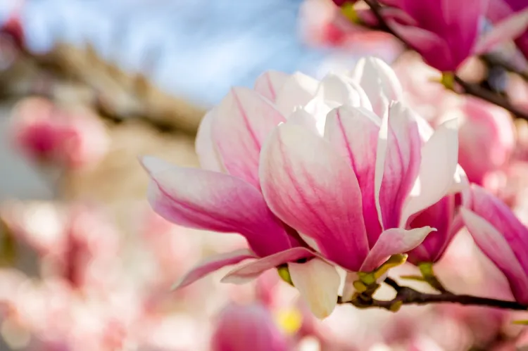 quelle variété de magnolia fleurit deux fois par an