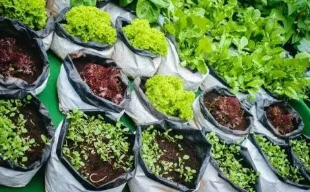 quelles plantes cultiver dans des sacs en plastique salades