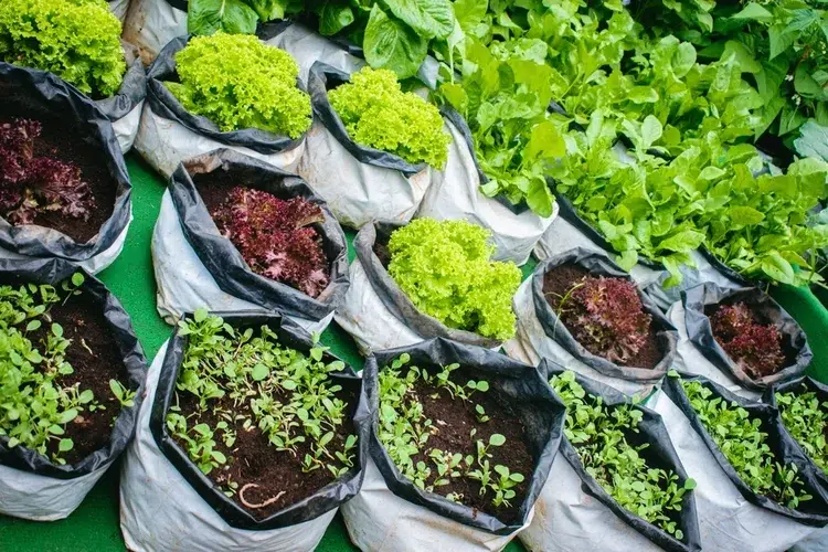 quelles plantes cultiver dans des sacs en plastique salades
