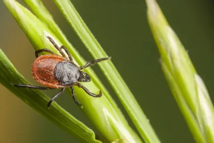 quelles plantes font fuir les tiques odeur repoussent attirent éloignent ristoh shutterstock