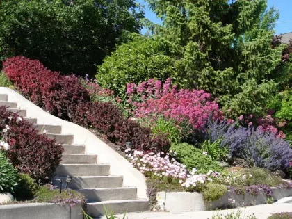 quelles plantes pour stabiliser un talus contre érosion jardin pente