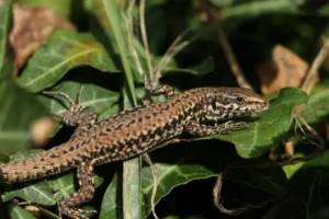 quels animaux bénéfiques vivent dans le lierre attirer lézards nourrir insectes nuisibles parasites rats