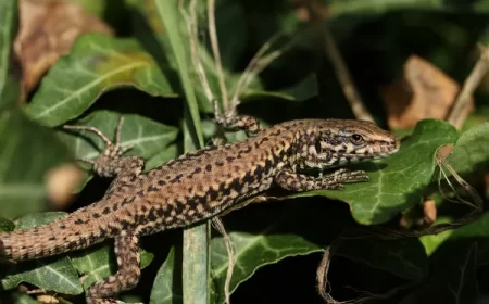 quels animaux bénéfiques vivent dans le lierre attirer lézards nourrir insectes nuisibles parasites rats