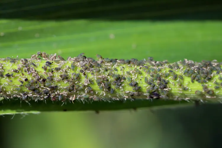 quels insectes mangent les feuilles de laurier pucerons signes comment traiter 